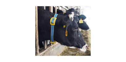 Kaelarihm-nutiandur Bree, Sveaverken